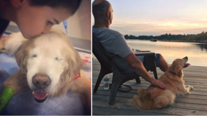 Ruhe in Frieden Smiley – Der Hund, der so viel überwunden hat, um uns Glück zu bringen verstarb