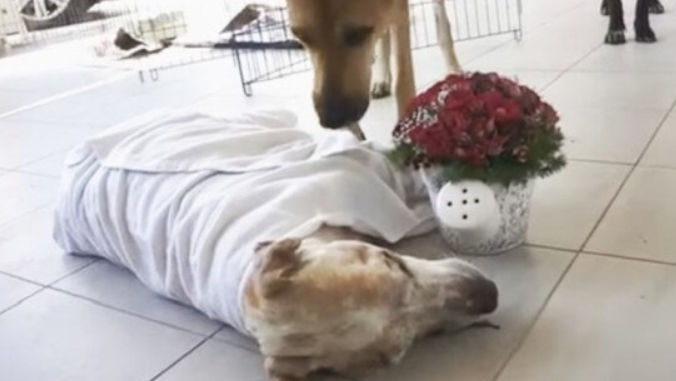Drei Tage lang heulte der arme Hund um Aufmerksamkeit, nicht um Liebe, sondern weil er verletzt war und sich nicht bewegen konnte…