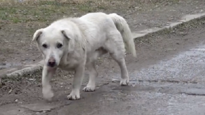 Hund mit gebrochenem Herzen nach Wiedervereinigung mit seinem Besitzer, der ihn nicht mehr wollte