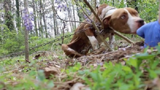 Ausgehungerter Pitbull, der angekettet an einem Baum gefunden wird, wird zum allerliebsten Hund