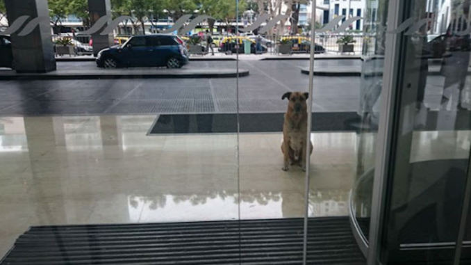 Streunender Hund gibt das Warten auf die Flugbegleiterin vor dem Hotel nie auf, und sie adoptiert ihn schließlich
