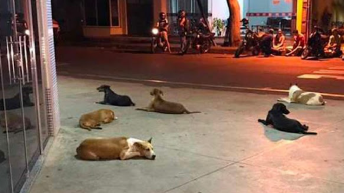 Hunde warten stundenlang vor dem Krankenhaus auf die Rückkehr ihres obdachlosen Besitzers