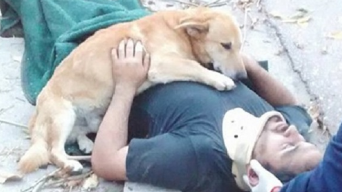 Besorgter Hund weigert sich, die Seite seines Freundes zu verlassen, nachdem er sich bei einem Sturz verletzt hat