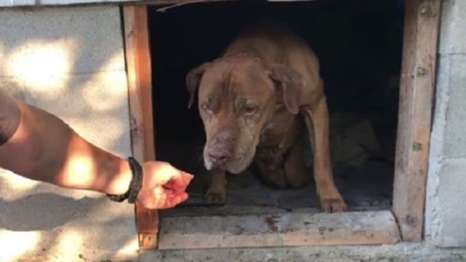 Gelähmter Hund krabbelt mutig aus einem verlassenen Haus in die wartenden Arme eines Retters