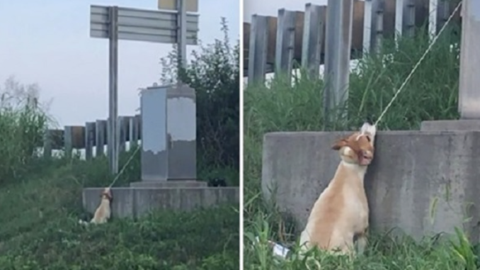 Mann rettet Hund, der in der Nähe einer Autobahnüberführung an einem Stromkabel hängt