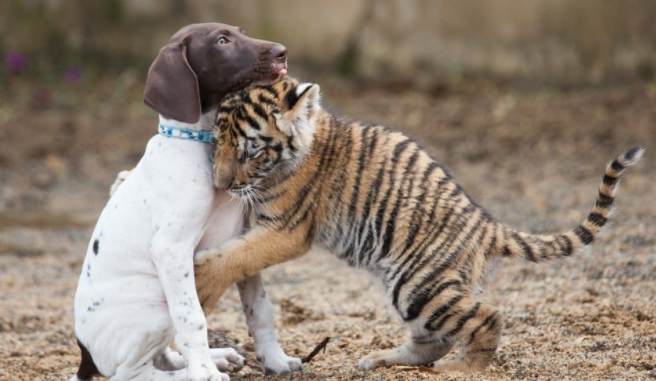 Tigerjunges, das von seiner Mutter verstoßen wurde, findet in einem Welpen einen besten Freund