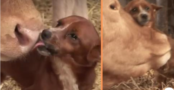 Hund weint vor Freude, wenn er mit der Kuh, die ihn als Welpen aufgezogen hat, wiedervereint wird