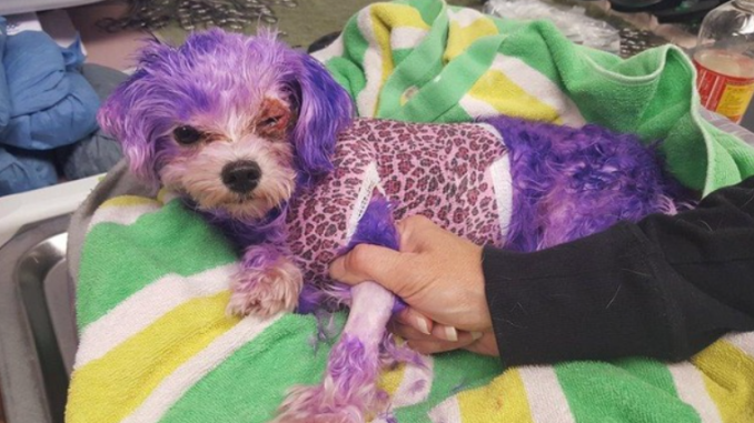 Violet verlor fast ihr Leben, wegen des Wunsches des Besitzers sie mit menschlichem Haarfärbemittel zu Farben!