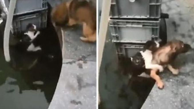Ein unglaublichen Moment, Hund springt ins Wasser, um eine Katze zu retten