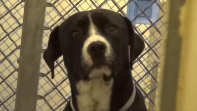 Hund aus der Todeszelle flippt aus, als er merkt, dass er in eine neue liebevolle Familie adoptiert wird