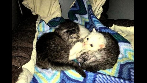 Zwei Kätzchen taten ihr Bestes, um ihre kleine Schwester aufzuwärmen, bis eine neue Mutter sie zu ihr nahm