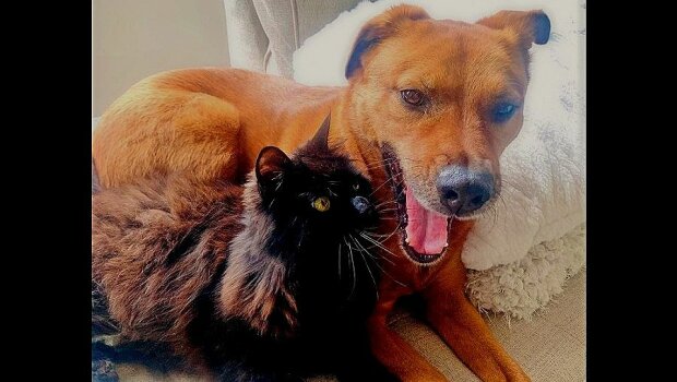 Die Katze half dem Hund, ihrem besten Freund, keine Angst mehr vor Lärm zu haben