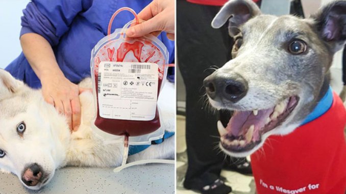 Woodie, der Hund, hat 88 Hunden das Leben gerettet, indem er eine seltene Blutgruppe spendete