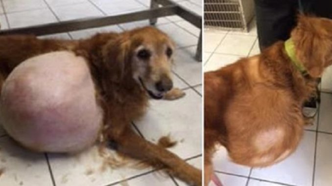 Frau muss ins Gefängnis, nachdem sie ihren Hund mit einem 18-kg-Tumor erbarmungslos im Stich gelassen hat