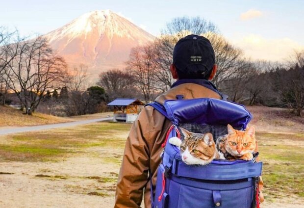 Zusammen haben sie schon viel gesehen: der Mann hat zwei streunende Katzen gerettet und reist mit ihnen durch Japan