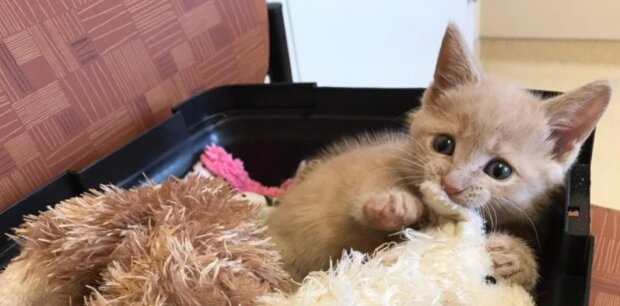 Ein Kätzchen, das nicht mehr laufen konnte, sollte betaubt werden, aber der Besitzer des Tierheims kam, um ihm zu helfen