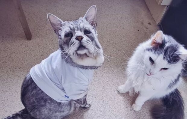 Paar beschloss zwei ungewöhnliche Katzen aus dem Tierheim zu nehmen, auf die alle verzichteten