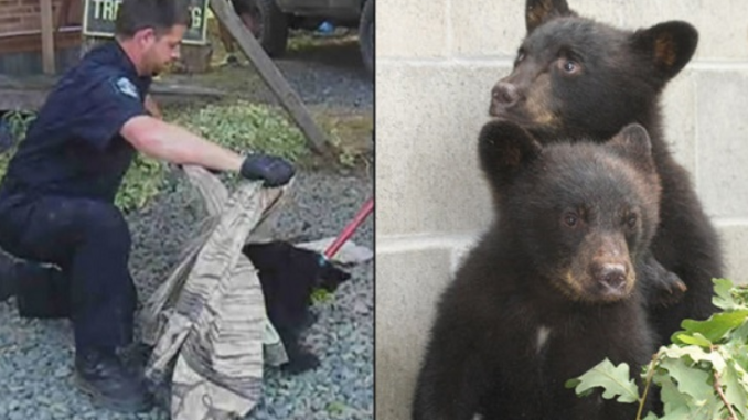 Naturschutzbeauftragter wurde vom Dienst suspendiert, weil er sich weigerte, verängstigte Bärenjunge zu beseitigen