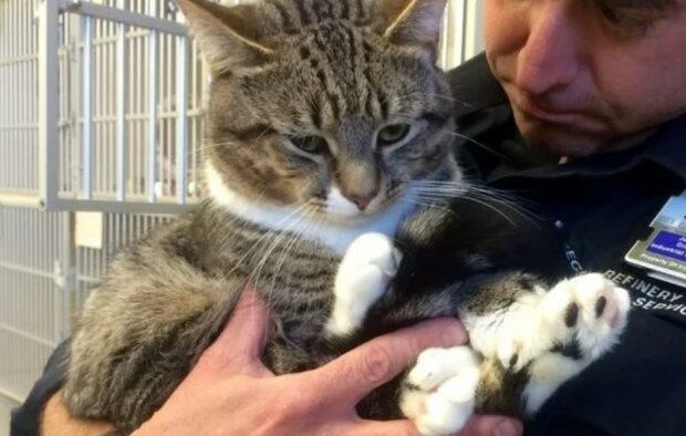 Masseurin-Katze: Mann nahm aus einem Tierheim ein ungewöhnliches Haustier mit 27 Zehen