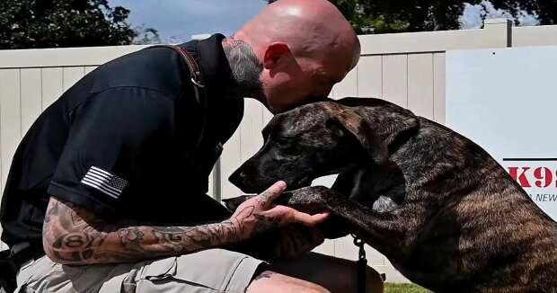 Der Diensthund half dem Mann, wieder gesund zu werden, und sie sind beste Freunde geworden
