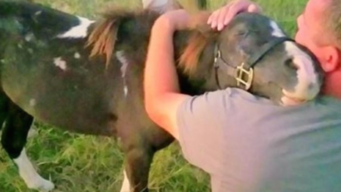 Misshandeltes Pony, das für den Fleischhandel verkauft wird, umarmt den Mann, der es in letzter Minute gerettet hat