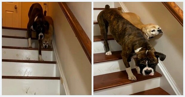 Hundeboxer Dextrer half einem blinden Hund, die Treppe hinunterzurutschen