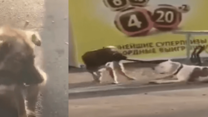 Streunender Hund entdeckt einen Hund, der an einem Zaun angebunden ist, und versucht, ihn zu befreien