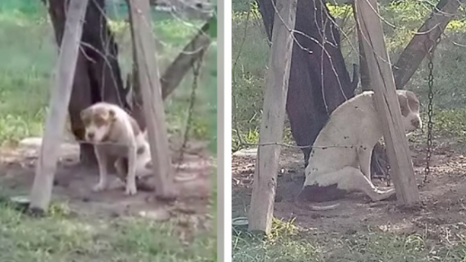 Gelähmter und unterernährter Hund, der an einen Baum gekettet war, wird endlich gerettet
