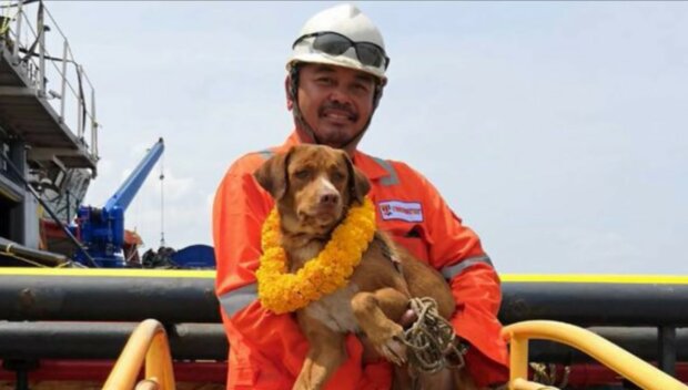 Wundersame Rettung : Menschen fanden einen Hund im Meer, 200 km von der Küste entfernt