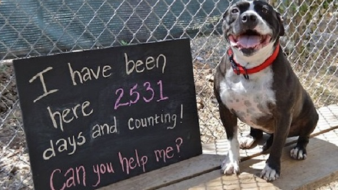 Einsamer Hund sitzt 2.531 Tage lang im Tierheim und wartet auf einen Menschen, der ihn lieben wird