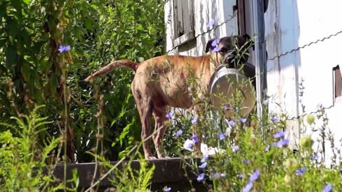 Verlassener Hund trägt leeren Napf von Tür zu Tür in der Hoffnung, dass ihn jemand füttert