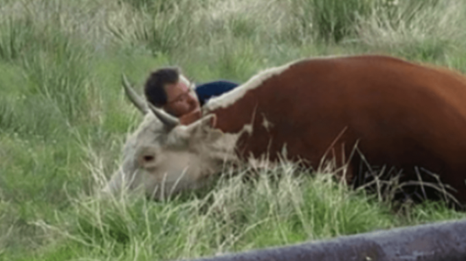 Ein besonder Moment zwischen Mensch und Tier: Mann tröstet Kuh, nachdem sie ihr Kalb verloren hat
