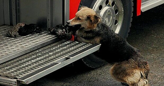 Hundemutter rettete ihre Welpen aus einem brennenden Gebäude und trug sie zum Feuerwehrwagen