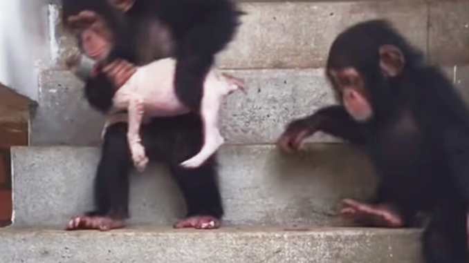 Sterbender Welpe wird mit Hilfe einiger liebevoller Schimpansen wieder zum Leben erweckt
