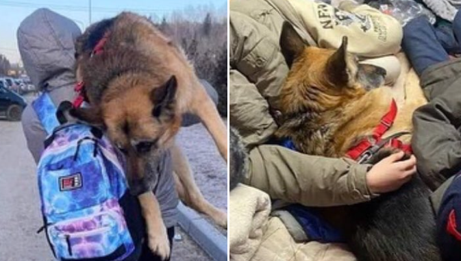 Totale Liebe: Ukrainische Frau trug ihren 12-jährigen Hund 17 Kilometer weit bis zur Grenze nach Polen