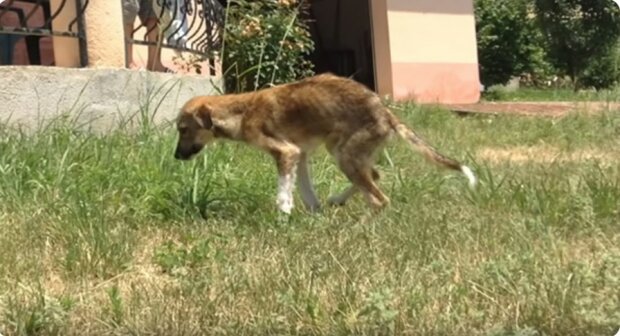 Er wollte wirklich sein Zuhause haben: Der Welpe fand Besitzer in einem ganz anderen Land