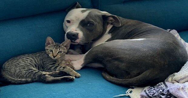 “Beste Freunde”: Nach dem Verlust des Freundes traf der Pitbull ein Kätzchen, das sein Leben zum Besseren veränderte